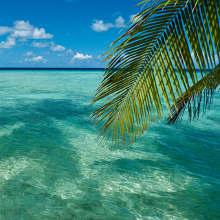Image is of a tropical beach with a palm leaf. It's the inspiration for an essential oil blend called Summer Fresh, that is sweet and tropical. It has ylang ylang, lemon, spearmint and tangerine essential oils. All 100% and pure and from australia