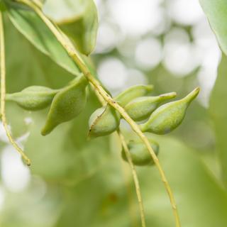 Image of Kakadu Plum on a branch. The plant is a vibrant shade of green. The image is to represent kakadu plum australian native botanical extract used in DIY skincare