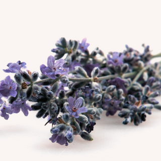 Lavender Essential Oil - Australian