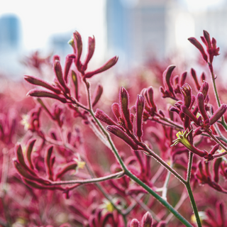 Image of a Kangaroo Paw flower. The colour is vibrant pink and red. The image signifies Kangaroo Paw extract which is used in skincare