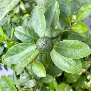 Image of Desert Lime fruit surrounded by green leaves. The image represents Desert Lime Extract which is used in skincare