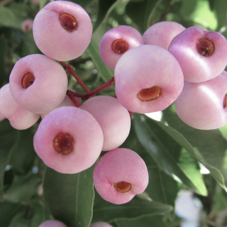 Lilly Pilly is a beautiful Australian Native Extract, Botanic Inspiration is where to purchase this glycerine based extract. Image is of pink lilly pilly fruit with green leaves in the background