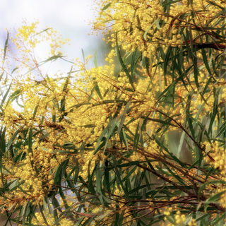 Image is of Australian Native Wattle, which is the basis of our wattle seed extract. Bright golden foliage. 