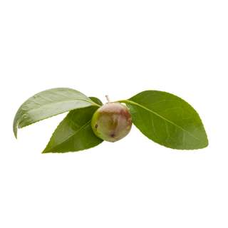 Camellia Seed Oil - Organic